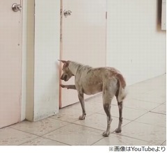 &ldquo;教授の死&rdquo;知らず教室の外で待つわんこ