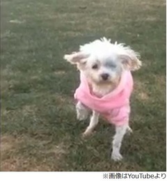 「檻に12年」の犬が芝生初体験、米保護団体が&ldquo;繁殖犬の現実&rdquo;紹介。