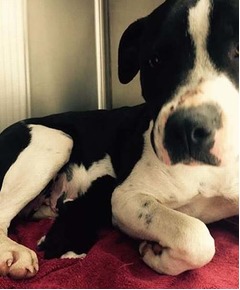 子ネコにお乳与えていた野良犬、&ldquo;離れがたい2匹&rdquo;を無事に保護。