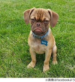 &ldquo;仏頂面&rdquo;のわんこが大人気に、不機嫌そうでも性格はとても友好的。