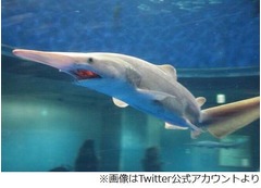 まさかのミツクリザメ11尾展示、大量捕獲で八景島シーパラダイスに搬入。