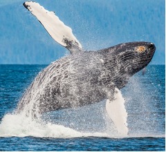 人間とクジラの&ldquo;会話&rdquo;が実現「言語による初のコミュニケーション」