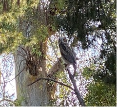 ダルビッシュ、散歩中に野生動物遭遇「見られてる」