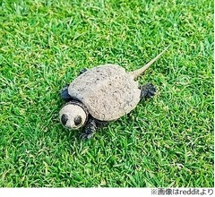 &ldquo;パンダのようなカメ&rdquo;が話題に
