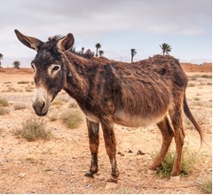 ロバを獣姦した少年たち、次々と狂犬病に