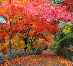 松本人志「紅葉って汚くないですか？」