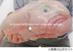 &ldquo;世界一醜い魚&rdquo;のカフェ開店へ、おっさんのような容貌を眺め放題。