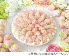 キルフェボンが白イチゴタルト、濃厚な香りとたっぷりの果汁が味わえる。