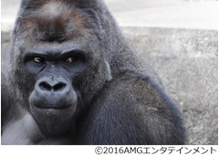 霊長類最強のイケメンがDVD化、ネット騒然＆写真集ヒットの19歳の日々。