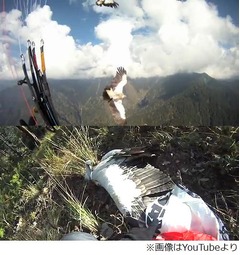 空の散歩にワシ絡み緊急事態、パラグライダー不時着の一部始終が話題に。