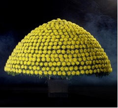 ドーム状に咲き誇る菊「千輪咲」シンガポールへ