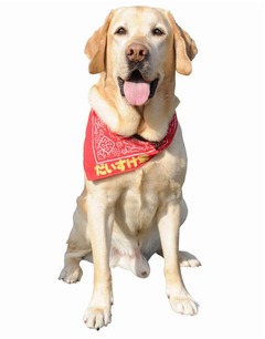 &ldquo;旅犬&rdquo;のだいすけ君とお別れ、テレビ東京の本社に献花台を設置。