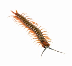 「痔に効く」とムカデ10匹食べて死亡