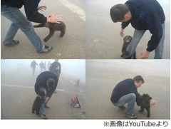 かわいい熊の&ldquo;襲撃&rdquo;動画が話題に、執拗な攻撃で足や腕をガブガブ。