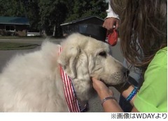 米国で&ldquo;わんこの市長&rdquo;が誕生、人間の候補者に大差付けての圧勝劇。