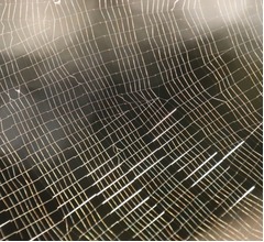 クモの糸で男性の&ldquo;夜の生活&rdquo;活性化する可能性