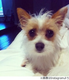 トリ・スペリングが愛犬捜索に懸賞金、&ldquo;家族&rdquo;の失踪にひどく落胆。