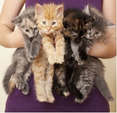 NZが&ldquo;猫は2匹まで&rdquo;法律撤廃、首相「政府が制限することはしません」。