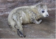 【写真】愛らし赤ちゃんゴマフアザラシ、純白の新生児毛でぬいぐるみのよう。
