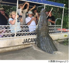 巨大ワニ接近で超危険、でも観光客は撮影に夢中&hellip;