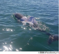 Tシャツ着て泳いでいたイルカを発見