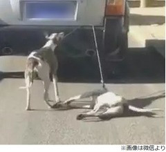 車で犬を引きずり回し大炎上