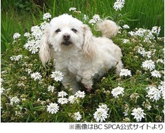 空から落ちてきたトイプードル、大けが負うもさらった鳥が命を救った？