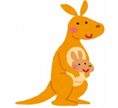 スポーツ選手の治療にカンガルーの&ldquo;腱&rdquo;