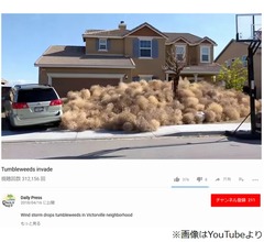 &ldquo;回転草&rdquo;大量発生で家から出られず