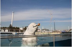 「鬼は外」シロイルカが豆まき、横浜・八景島シーパラダイスで開催。