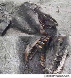 砂浜の&ldquo;謎の死骸&rdquo;に住民驚愕、撮影した動画再生回数は160万回突破。