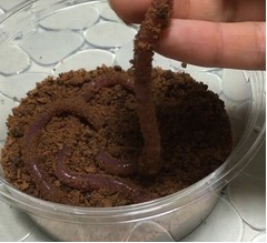 リアルな「ミミズのゼリー」を作ってみた