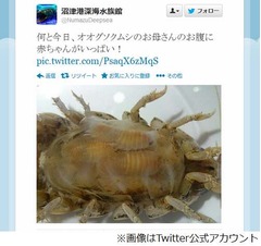 お腹に子グソクたんいっぱい、沼津港深海水族館がTwitterで写真公開。