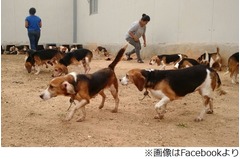 動物実験のわんこ156匹を救出、ずっと閉じ込められ初めて太陽の下に。