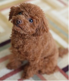 マツコまさかの&ldquo;犬嫌い&rdquo;撤回「私、ちょっとおかしくなってきちゃって」。