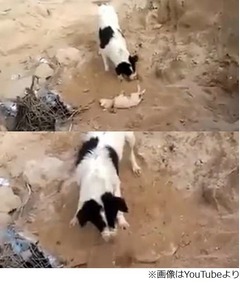 死んだ子犬を&ldquo;埋葬&rdquo;する犬、脚は使わず鼻だけで土飛ばしてかける。