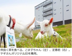 ヤギがAmazonの草むしゃむしゃ、首から社員証下げた30〜40頭が働く。