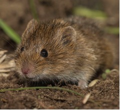 米ZARAのワンピースに「ねずみの死骸」と騒動