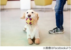 すべての足を失ったわんこ、黒いゴミ袋に詰められて捨てられる。