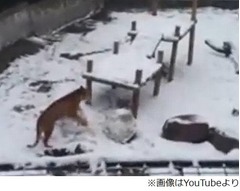 世界が感嘆&ldquo;雪玉を作るトラ&rdquo;、夜な夜な作る姿がカメラに映り判明。