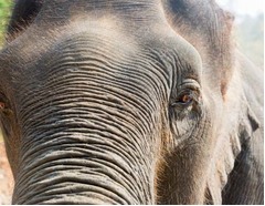 赤ちゃんの声で暴れ象静まる、住居襲撃後のがれきも片付け森へ。