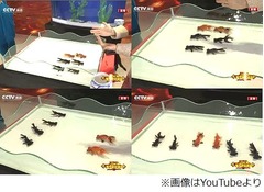 金魚を操るマジックは虐待か、見事な隊列を組む&ldquo;仕掛け&rdquo;巡り波紋。
