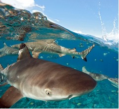 サメを何度も殴った若者逮捕