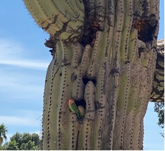 ダル「ジョギングしてたらサボテンの中になんと&hellip;」