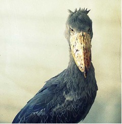 日本5園目のハシビロコウ展示、「那須どうぶつ王国」に仲間入り。