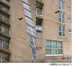 9階から飛び降りた&ldquo;幸運のアライグマ&rdquo;が話題
