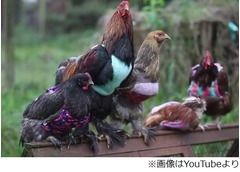 ニワトリにセーターを編む母娘、&ldquo;かわいい&rdquo;に加え身体守る意味も。