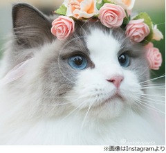 世界一美しい？ お姫様のようなにゃんこ