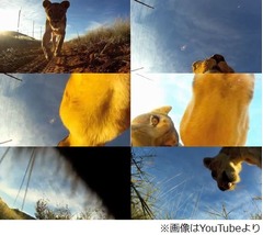 貴重な&ldquo;ライオンが撮影した&rdquo;映像、大自然の中に置いたカメラに興味津々。