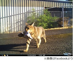 &ldquo;泥棒猫&rdquo;の飼い主は警察官、大麻盗ってきた時は「許されない」と叱る。